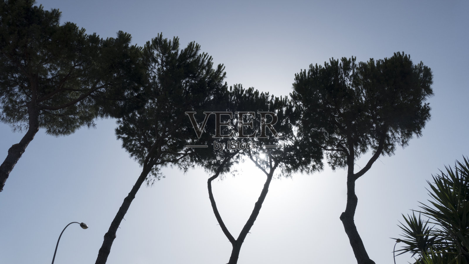 松树照片摄影图片