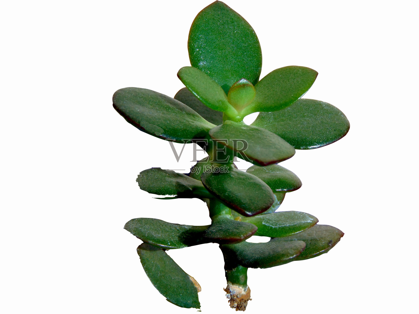 玉石植物(Crassula ovata)白上分离的植物照片摄影图片