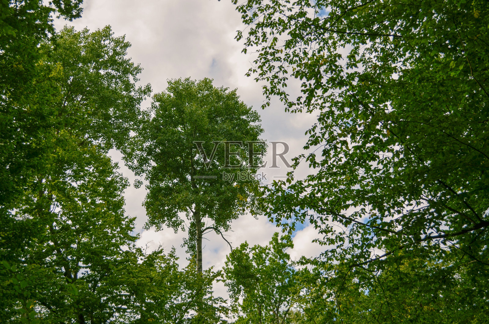阳光洒在绿色的森林里。田园诗般的森林，林间空地，青苔林地，金色阳光的光束，全景。空间的文本。照片摄影图片