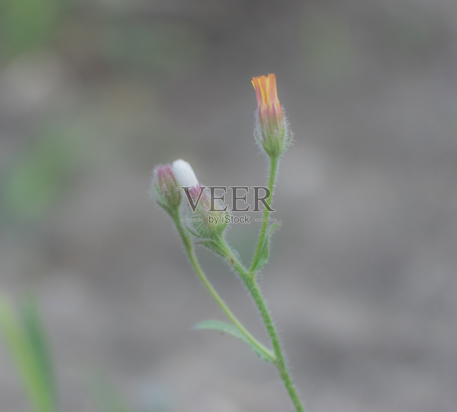 花朵特写在柔和的颜色照片摄影图片