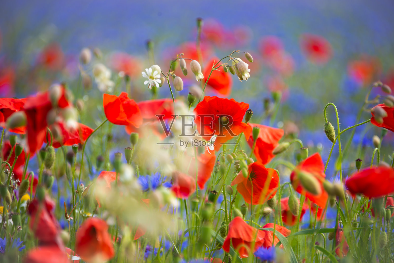 夏天盛开着罂粟和其他野花的田野照片摄影图片