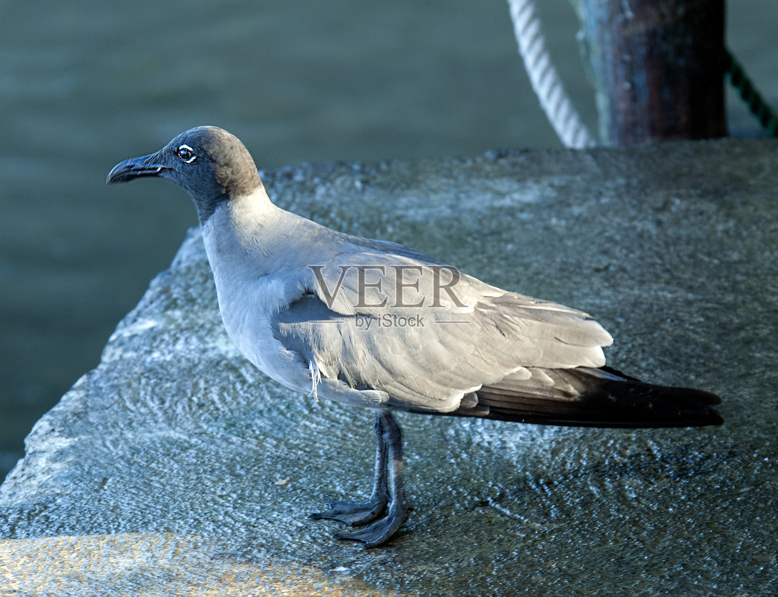 熔岩鸥（白种人富利吉诺苏斯）照片摄影图片