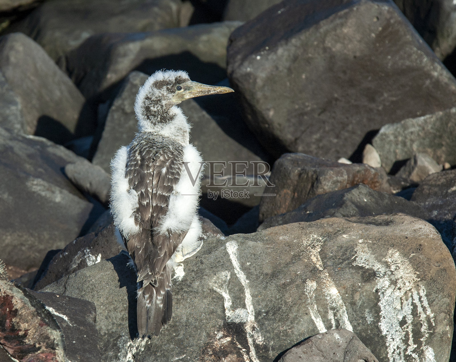纳斯卡·波比(苏拉·格兰蒂)照片摄影图片