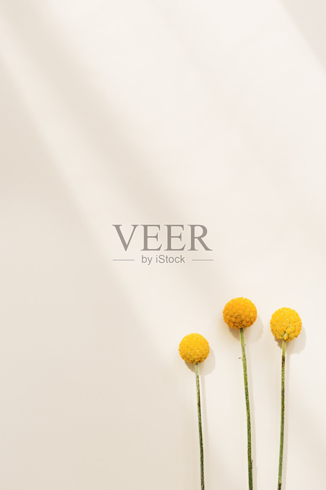 鲜黄色圆形比利球花在米色纸上。最小的自然花卉背景与阳光照片摄影图片