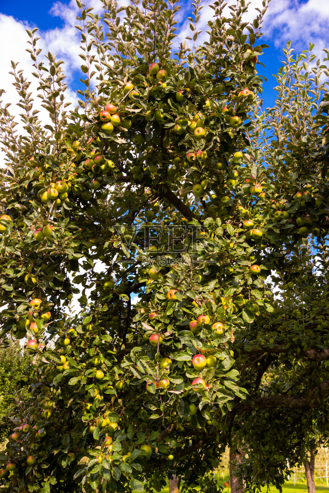 花园里的苹果树上长着新鲜成熟的苹果照片摄影图片