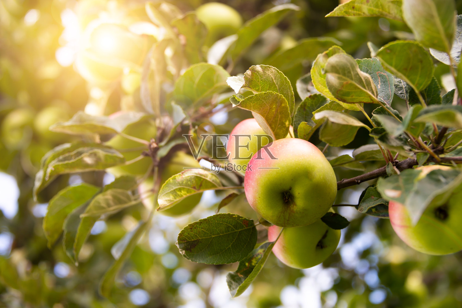 花园里的苹果树上长着新鲜成熟的苹果照片摄影图片