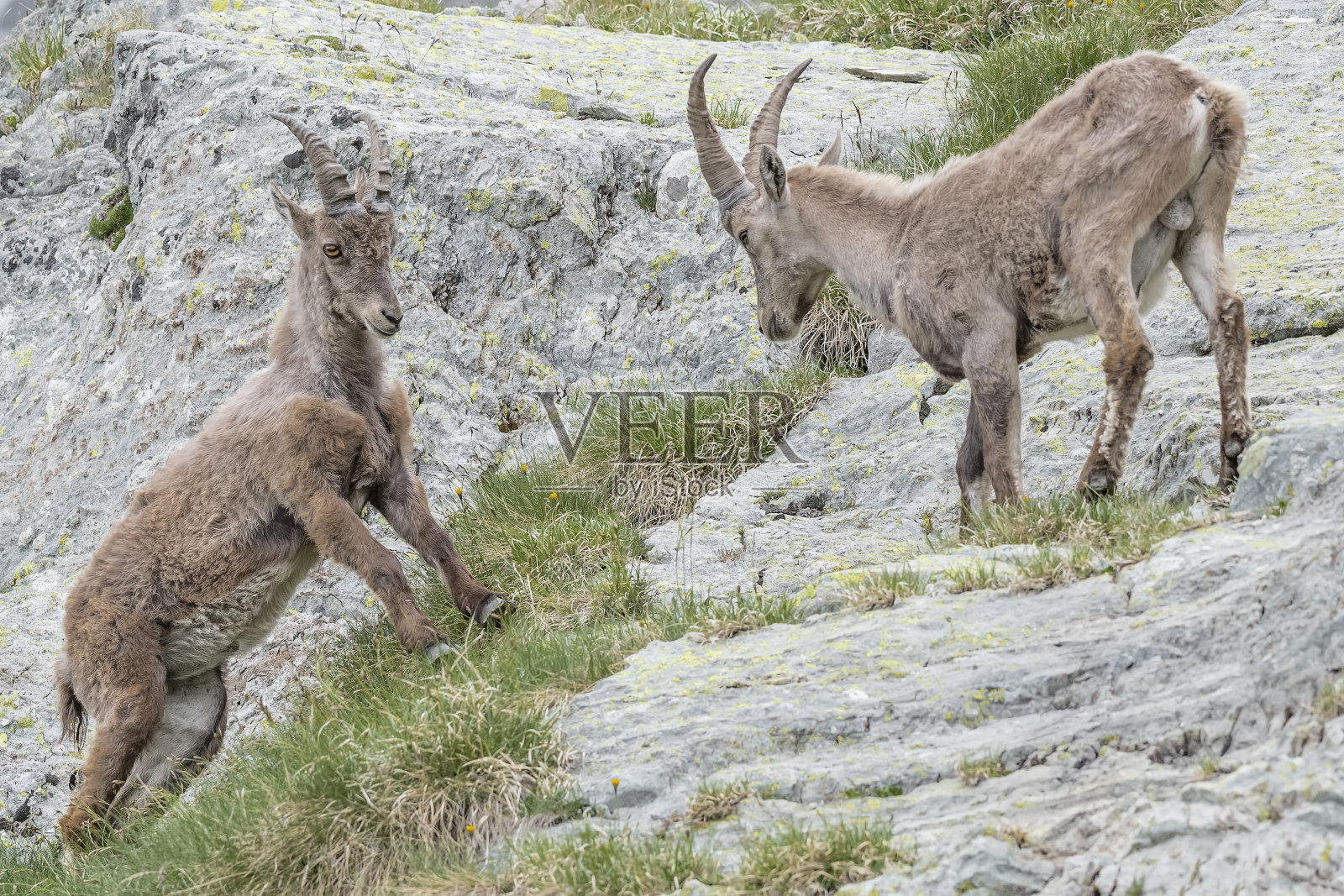 阿尔卑斯山脉的战斗，阿尔卑斯雄野山羊的艺术肖像(卡普拉野山羊)照片摄影图片