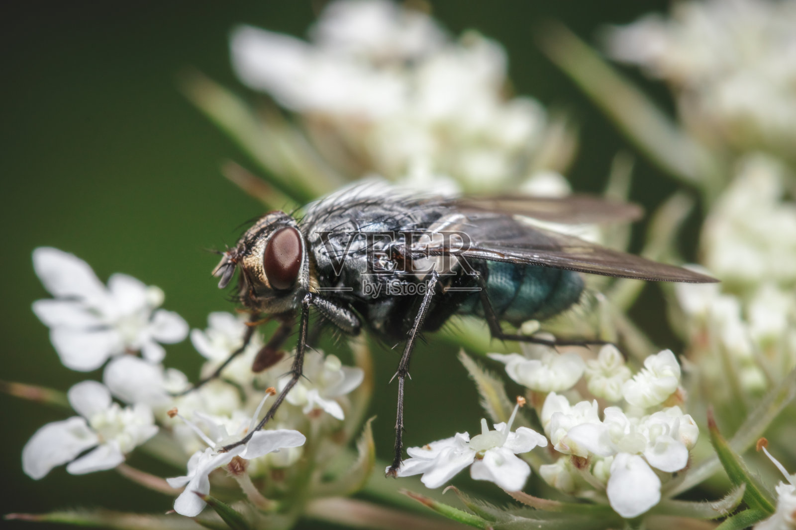 苍蝇在白色野花上的特写细节照片照片摄影图片