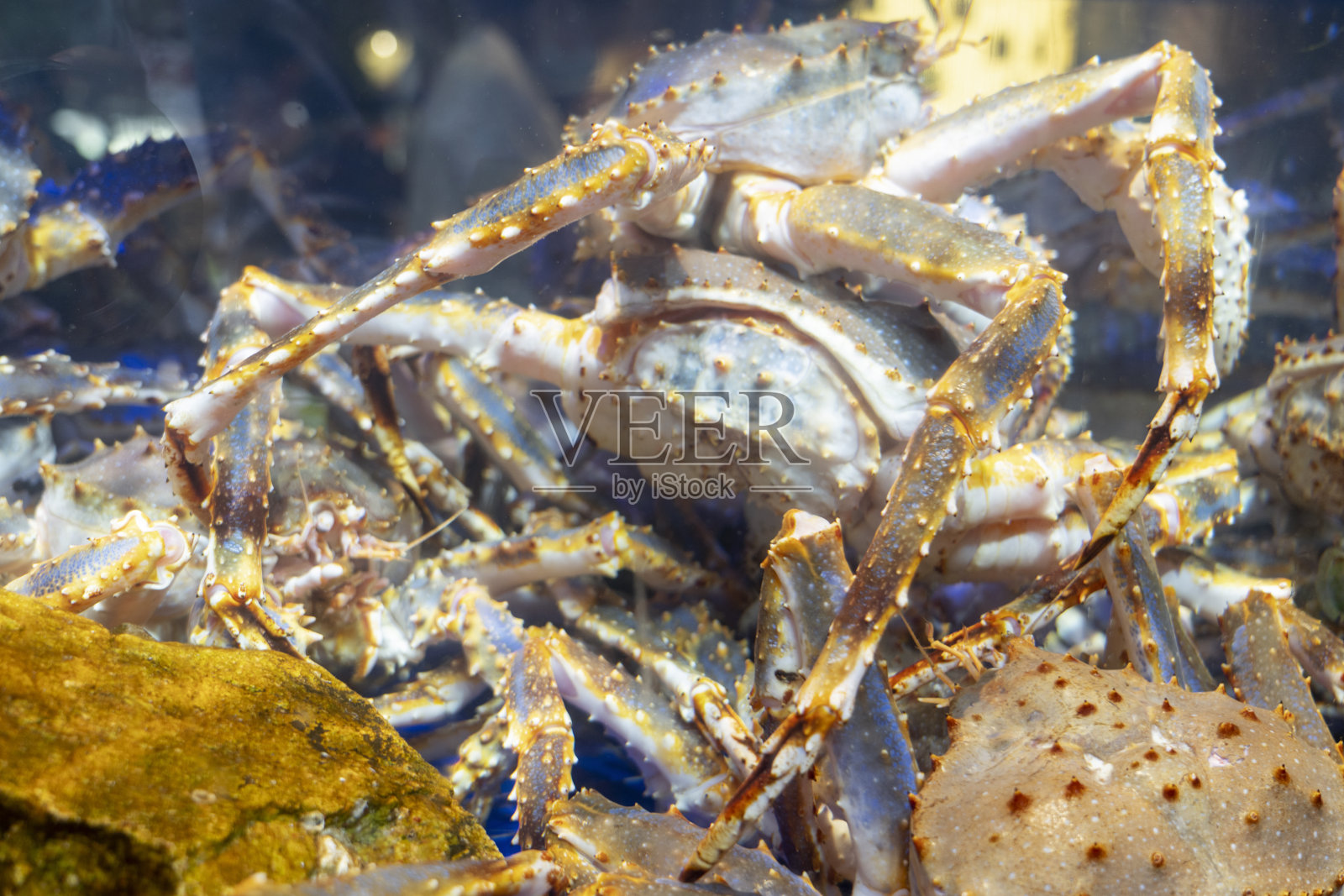 鲜海鲜王蟹照片摄影图片