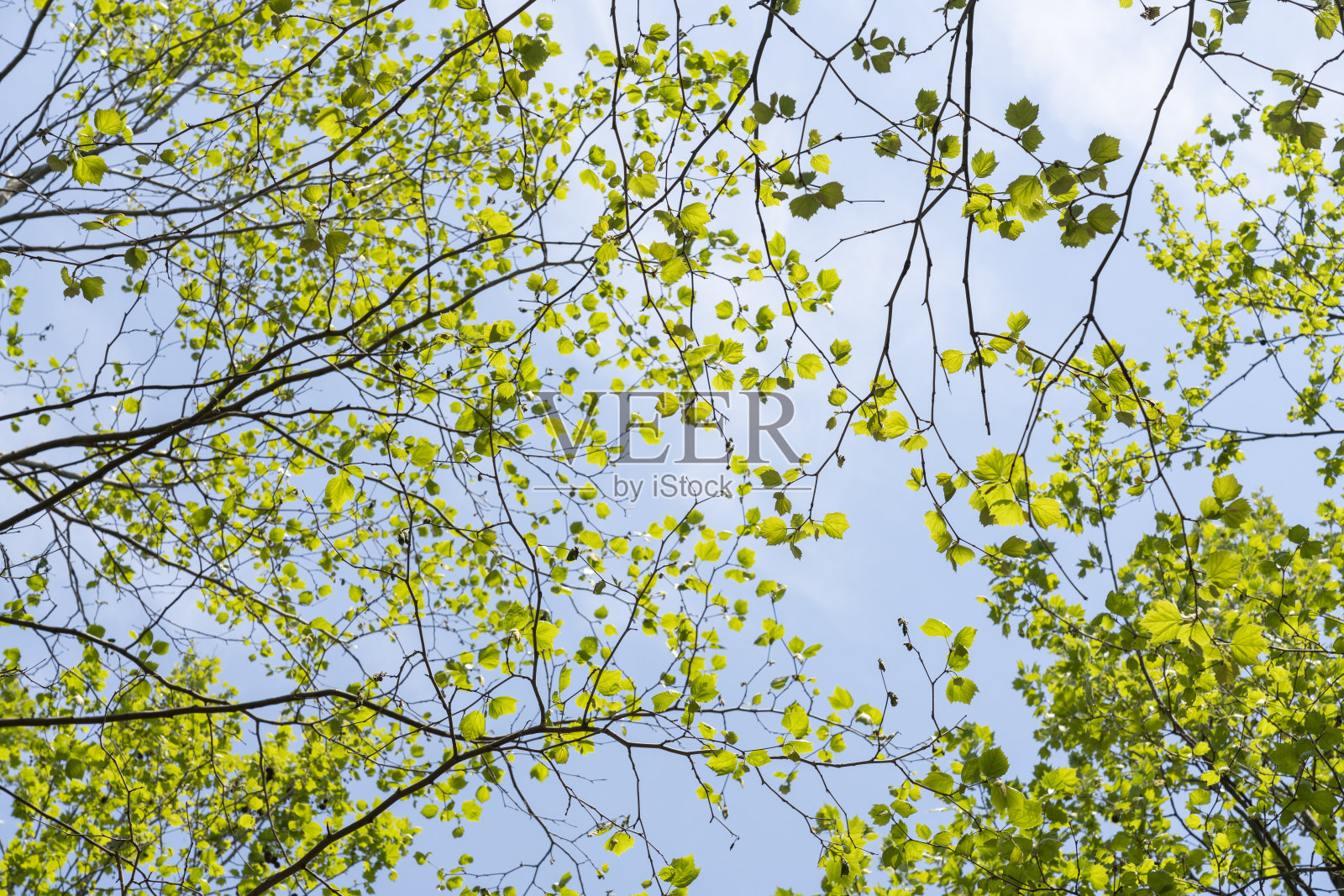春天的绿枝照片摄影图片