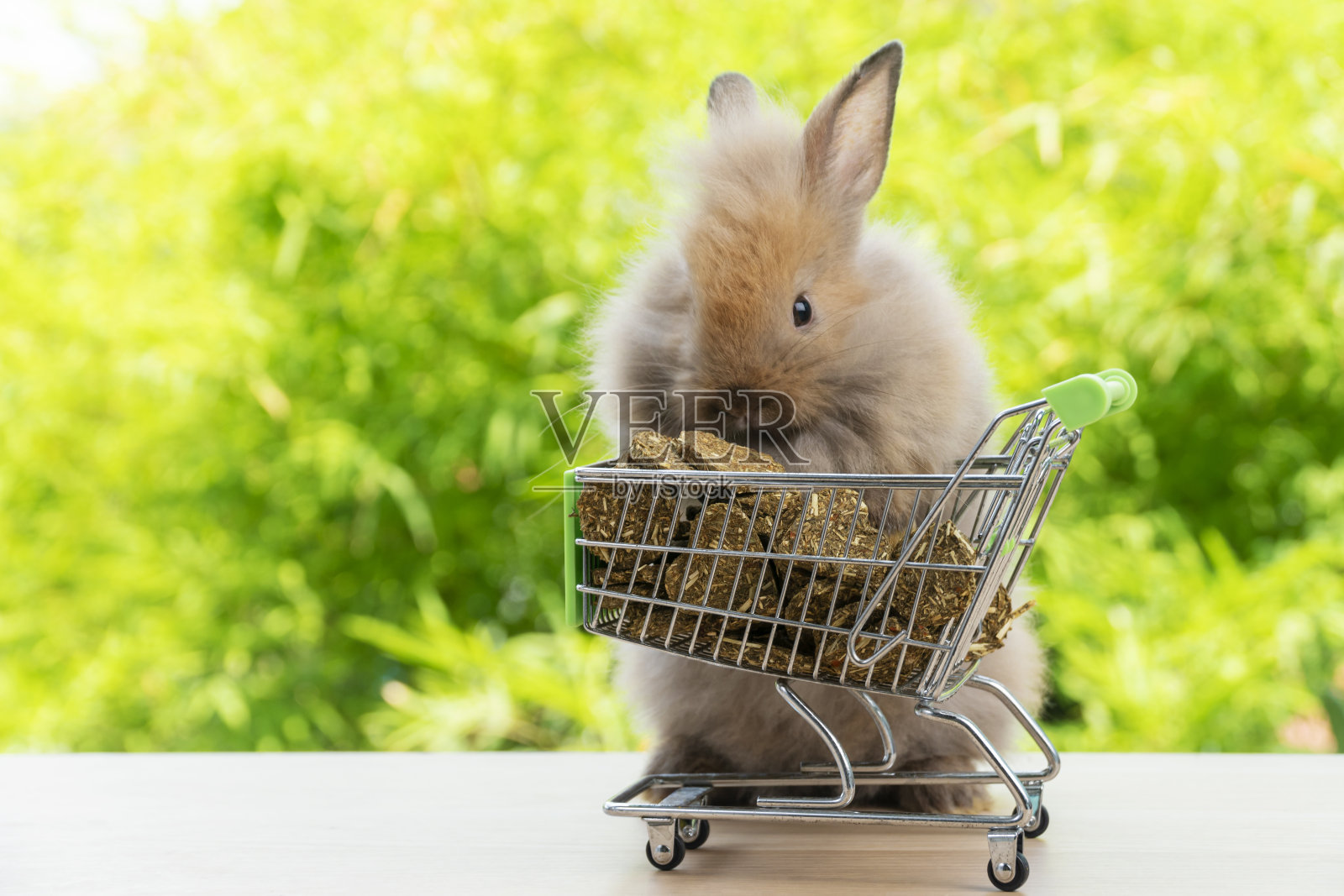 复活节兔子节日动物和网上购物的概念。可爱的小兔子棕色推着绿色的购物篮购物车和饼干胡萝卜，站在绿色的自然背景下。照片摄影图片