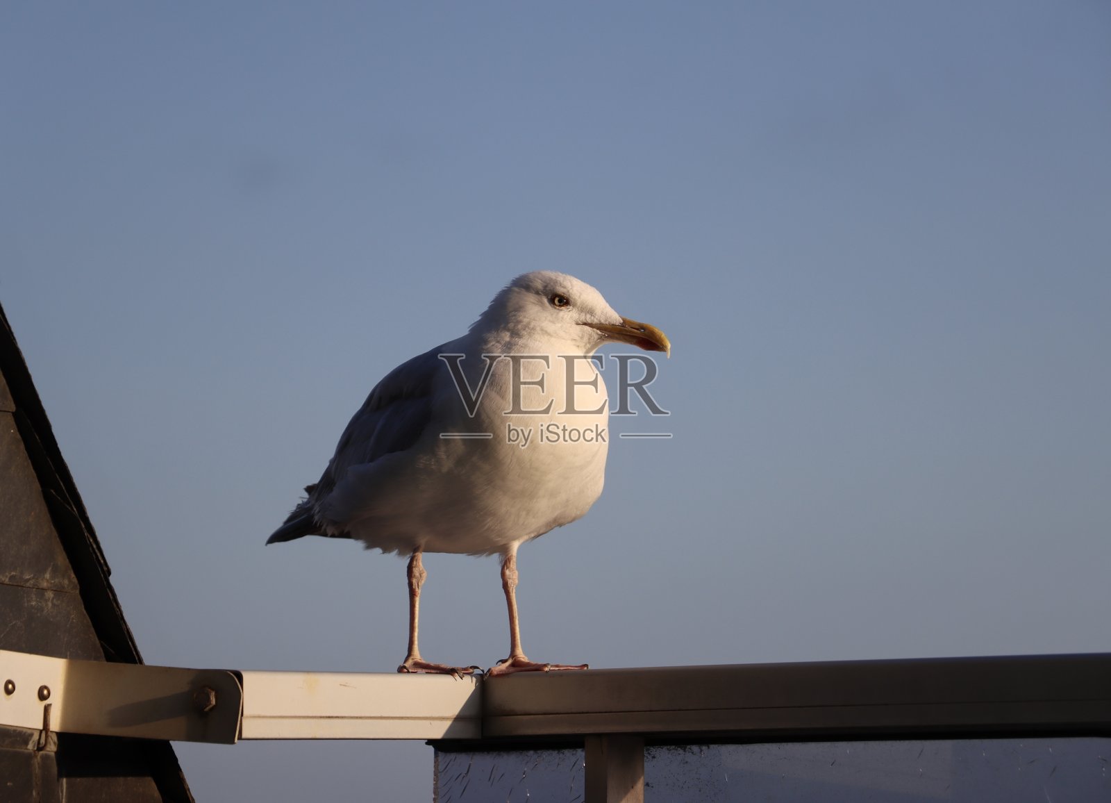 海鸥站在阳台上照片摄影图片