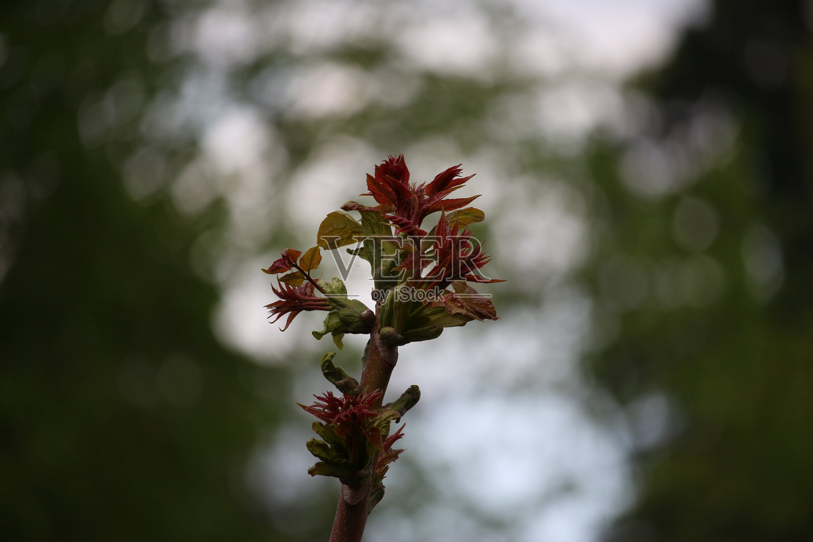 美丽的阳光下鲜艳的花朵照片摄影图片