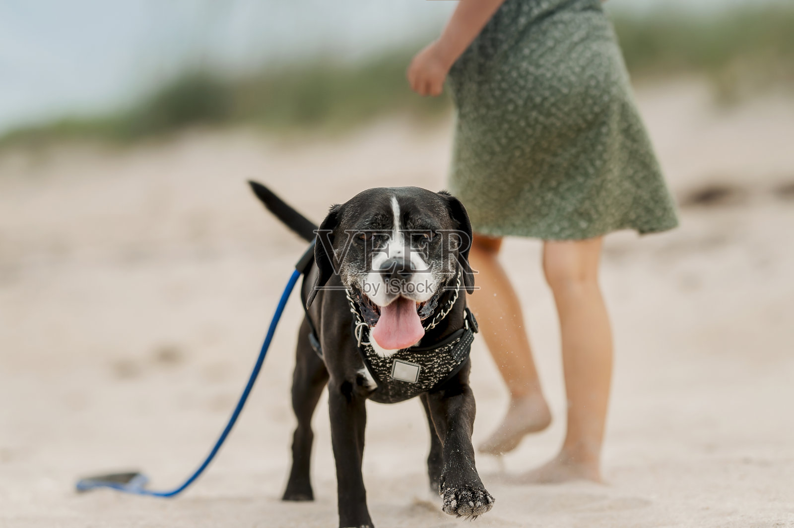 高级斗牛犬在海滩上自由奔跑照片摄影图片