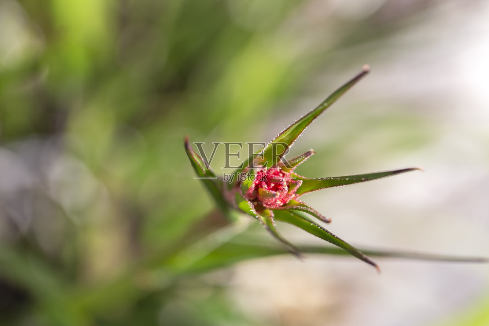 红色袋鼠爪芽，微距摄影，背景与复制空间照片摄影图片
