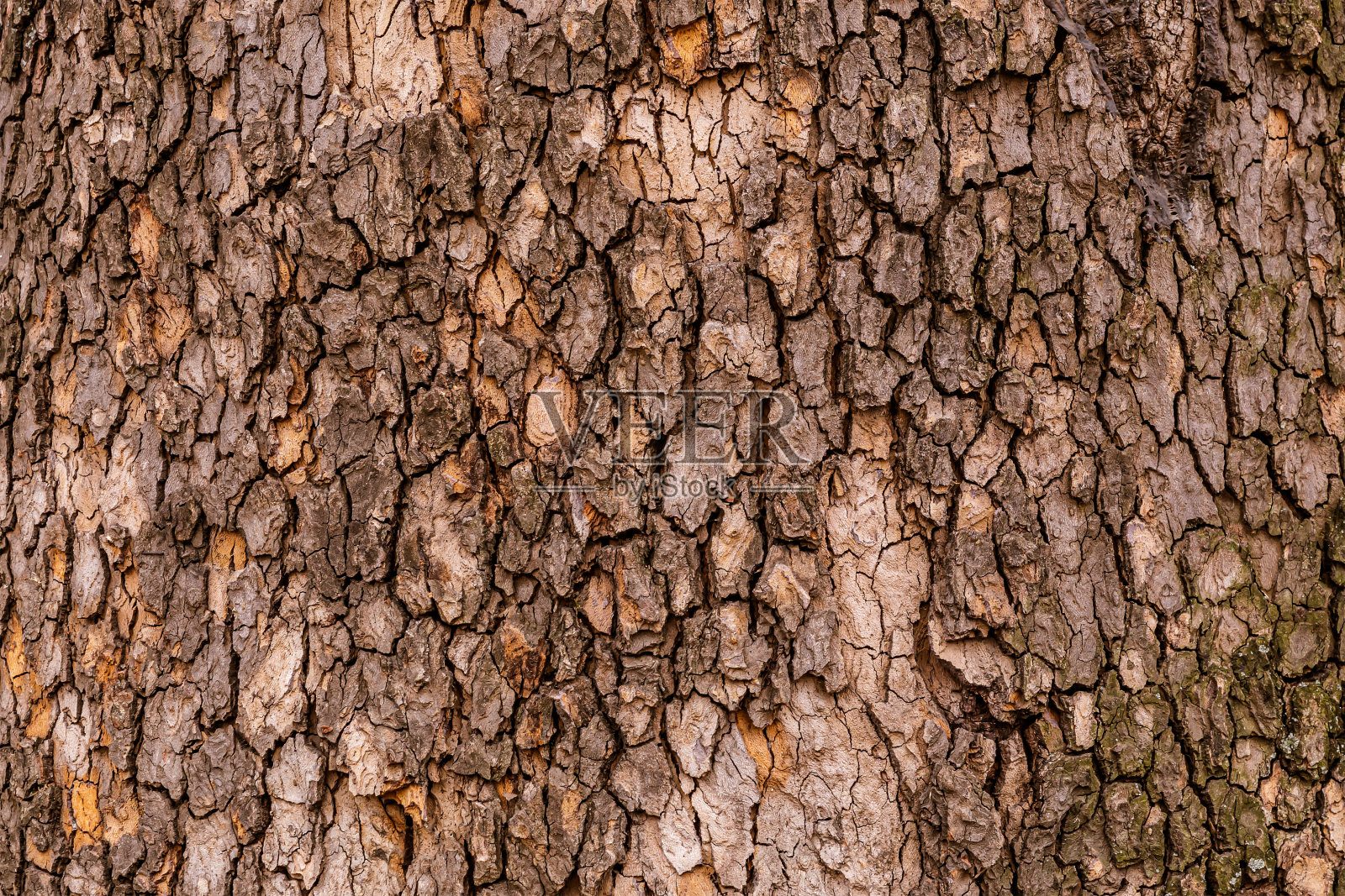 树皮开裂，木材背景红褐色纹理照片摄影图片