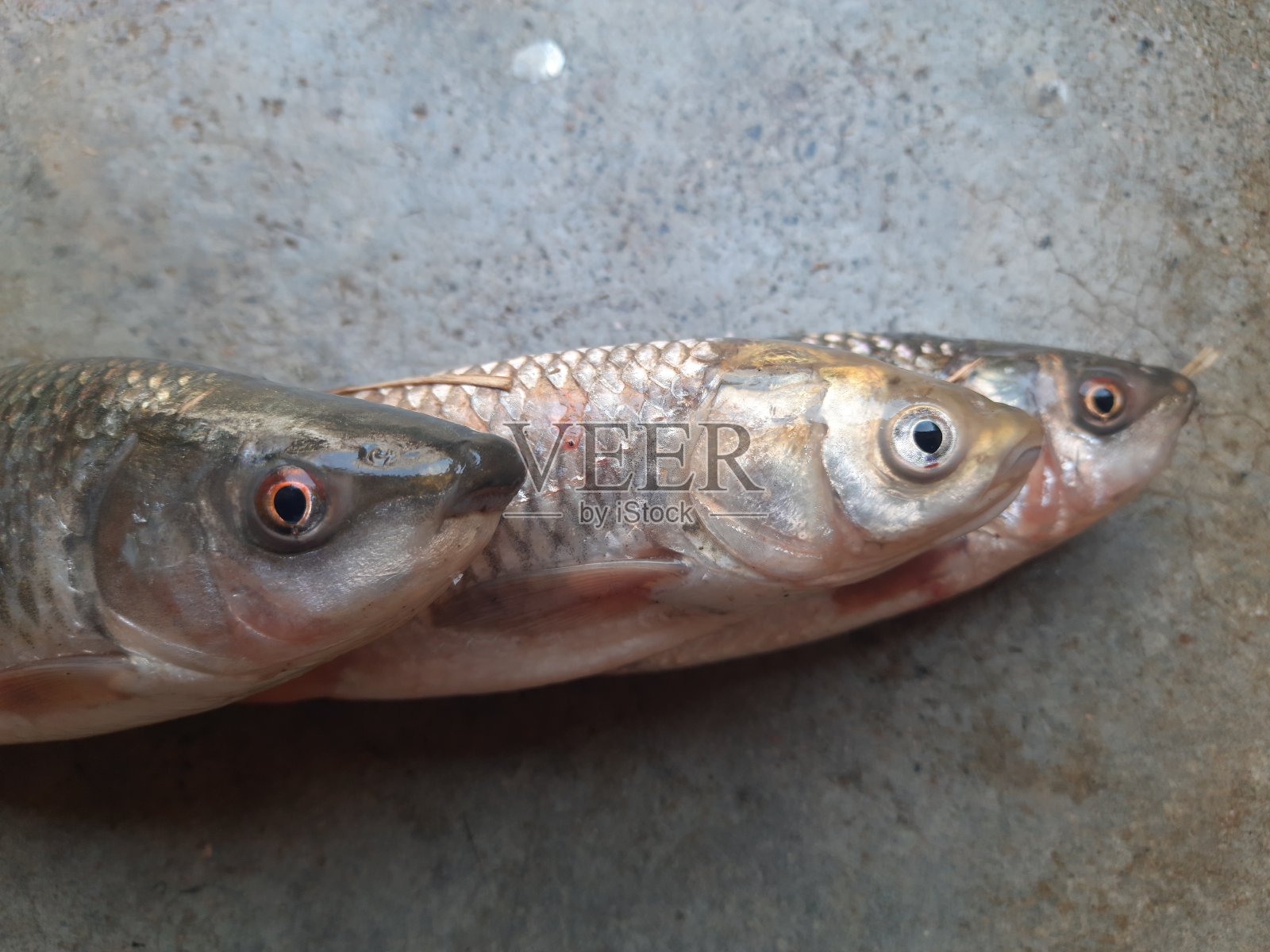 罗湖鱼。照片摄影图片