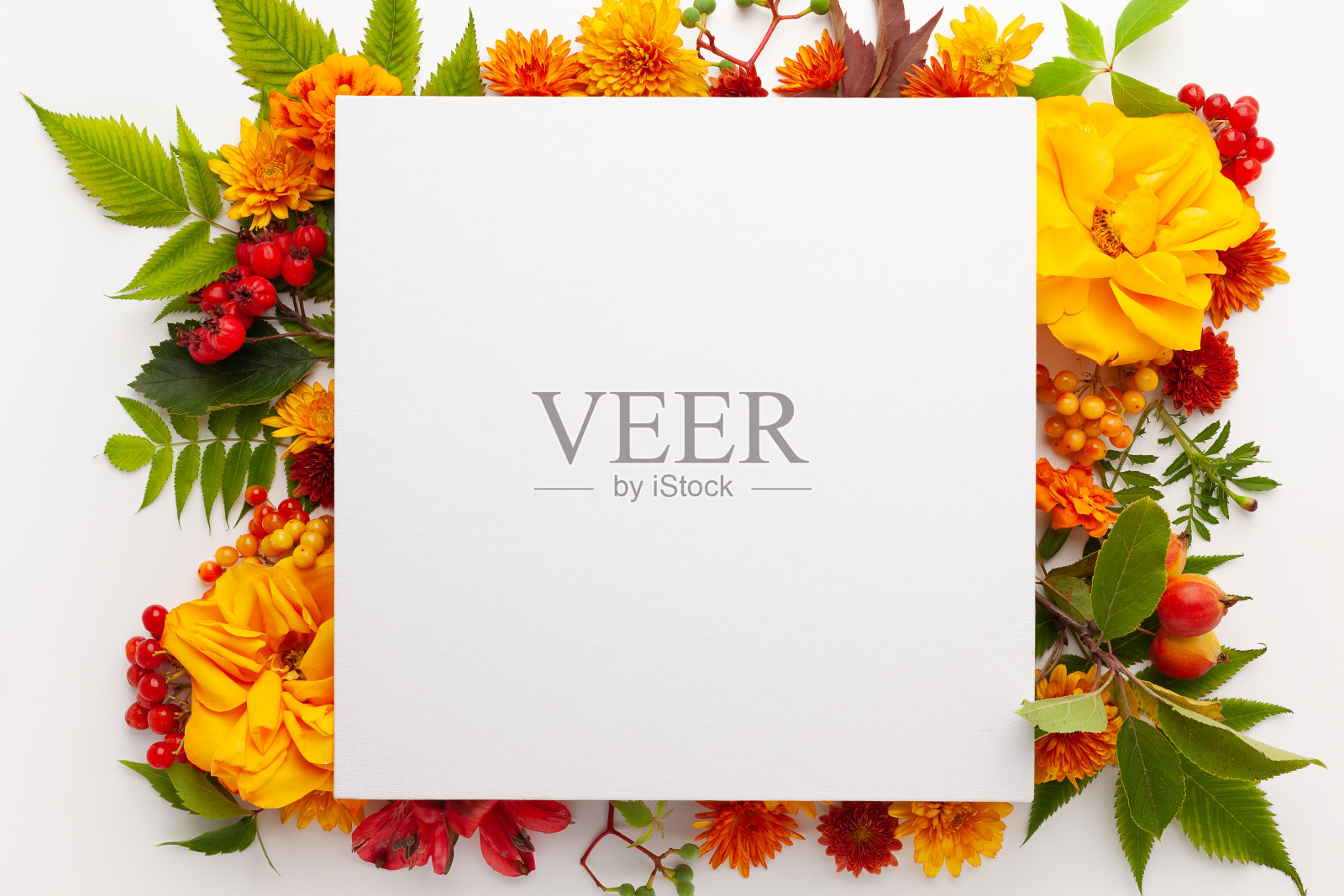 秋天的构图与花，叶和浆果在白色的背景照片摄影图片