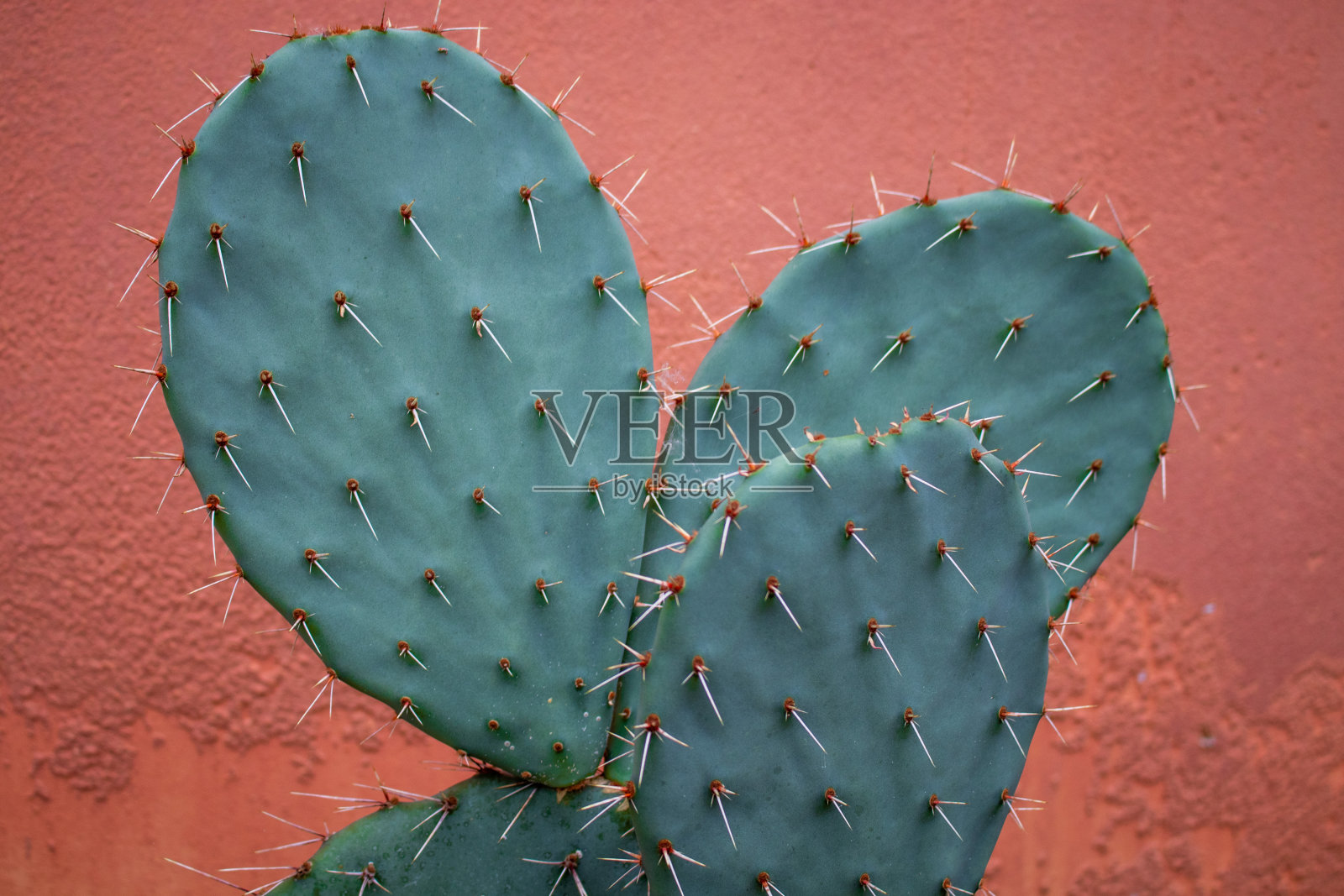 阿姆斯特丹植物园的仙人掌，红色背景照片摄影图片