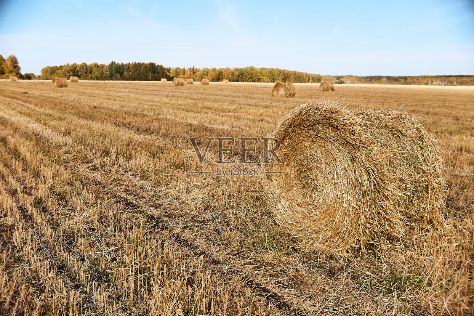 田里一捆捆的稻草照片摄影图片