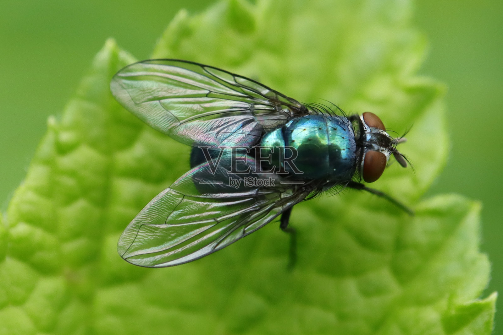 柔滑的露西莉亚 (Lucilia sericata)照片摄影图片