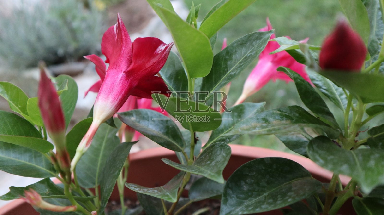 花园中粉红色凤仙花的特写镜头照片摄影图片