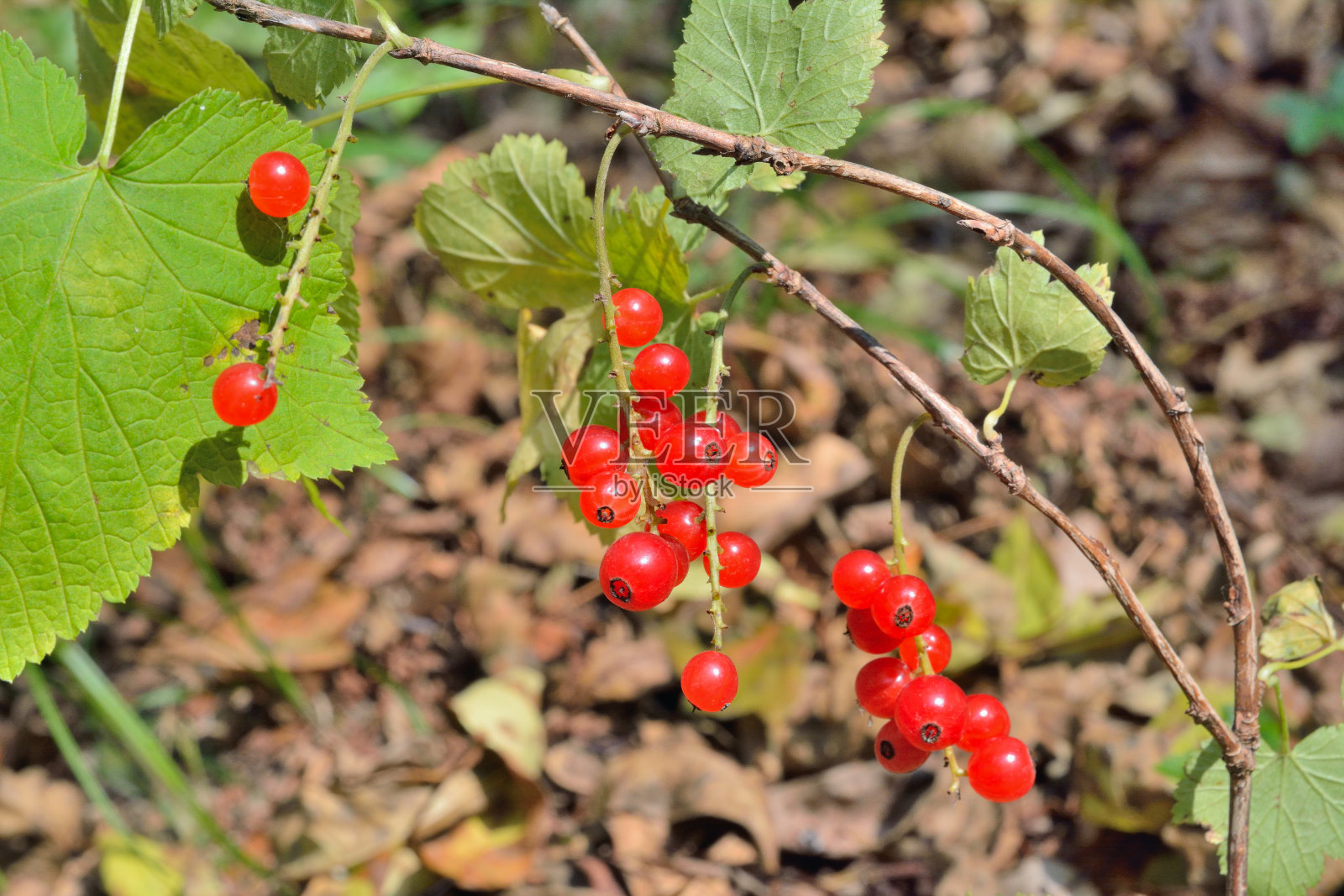 野红醋栗的浆果照片摄影图片
