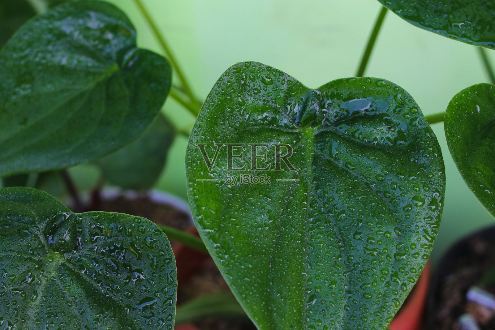 雨点落在桤木上照片摄影图片