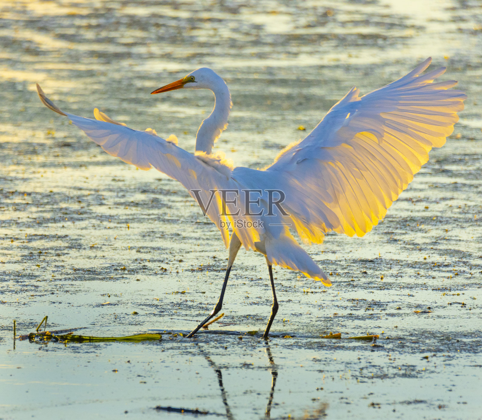 优雅的白鹭在飞翔，在夏日日出的背光下照片摄影图片