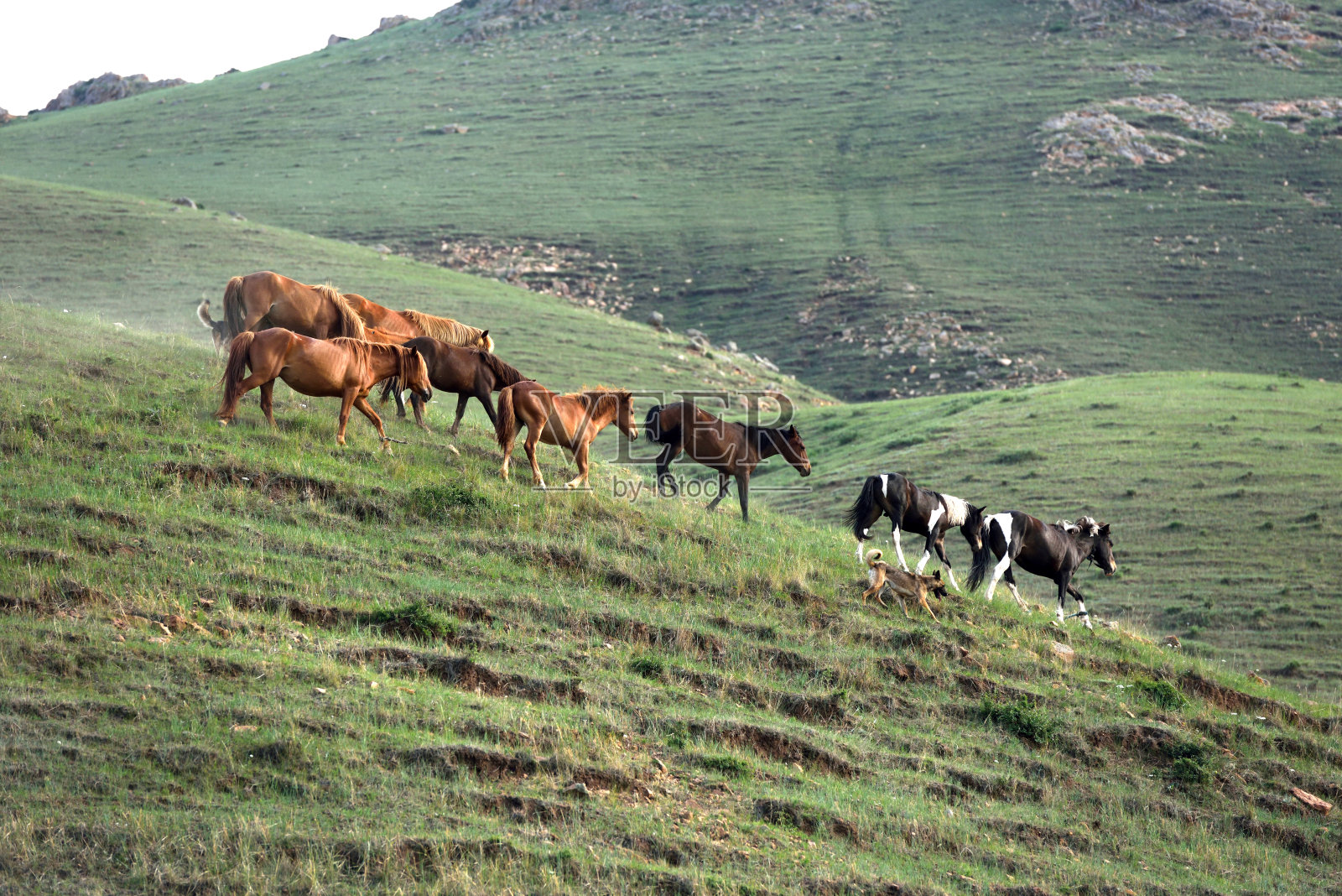马在河北省北部的山区草原上吃草照片摄影图片