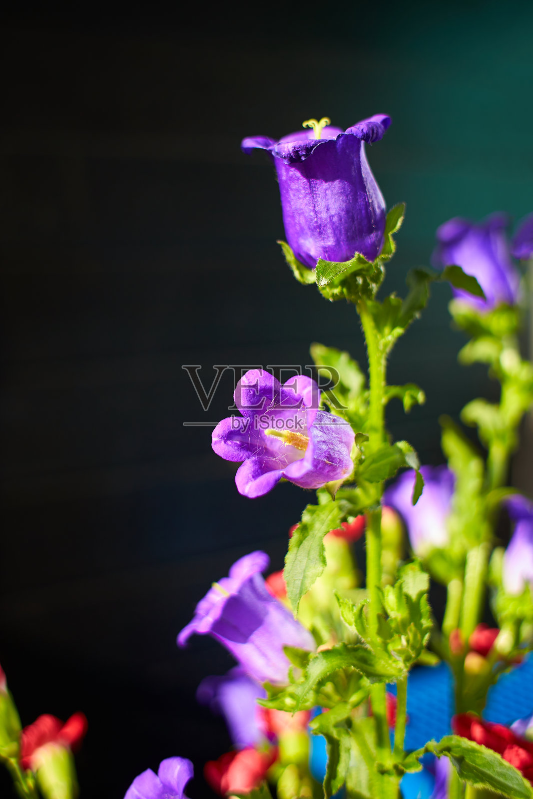 桔梗花束:紫花盛开(桔梗中)，红色康乃馨。花园里朴实而精致的紫罗兰铃。照片摄影图片