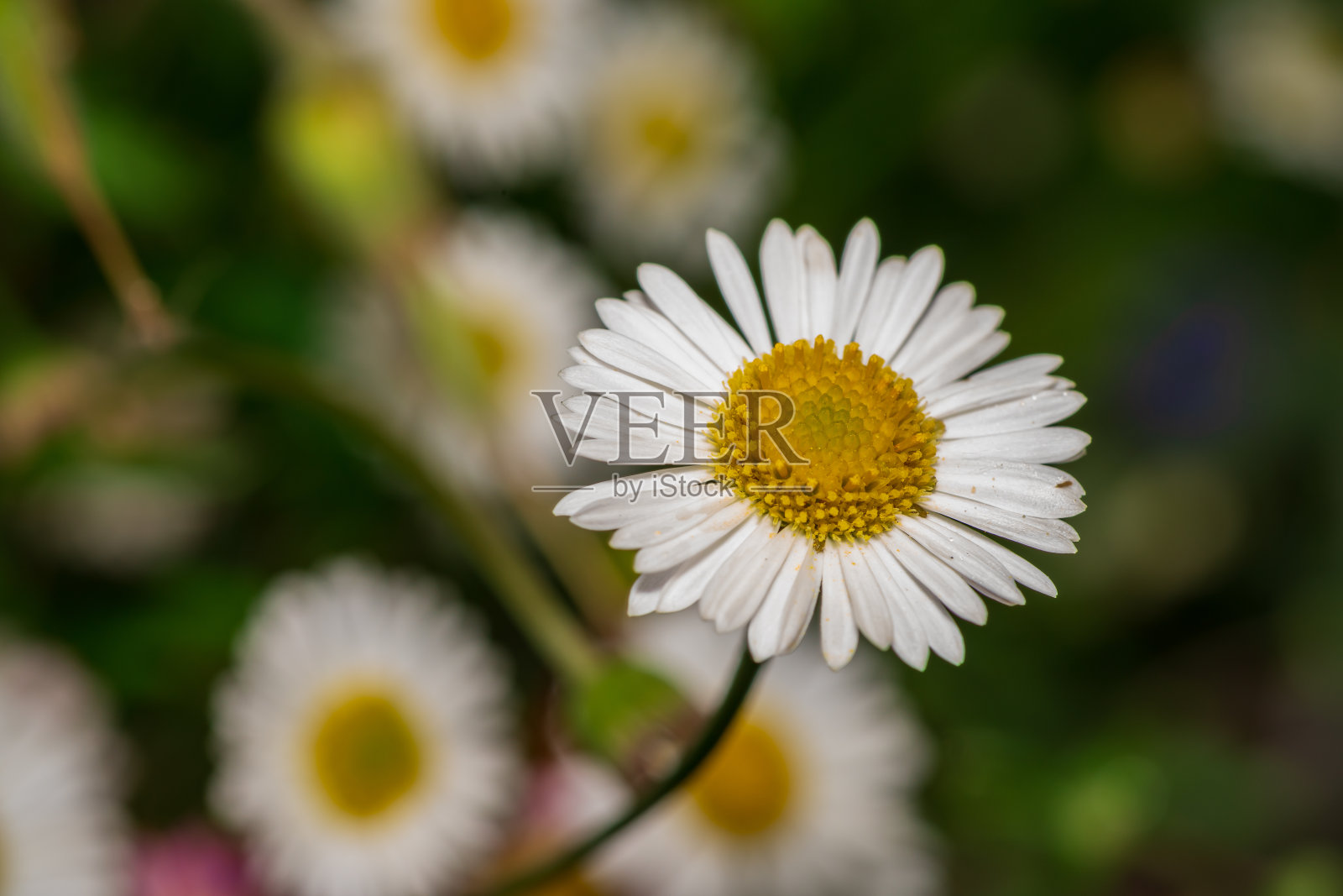 雏菊照片摄影图片