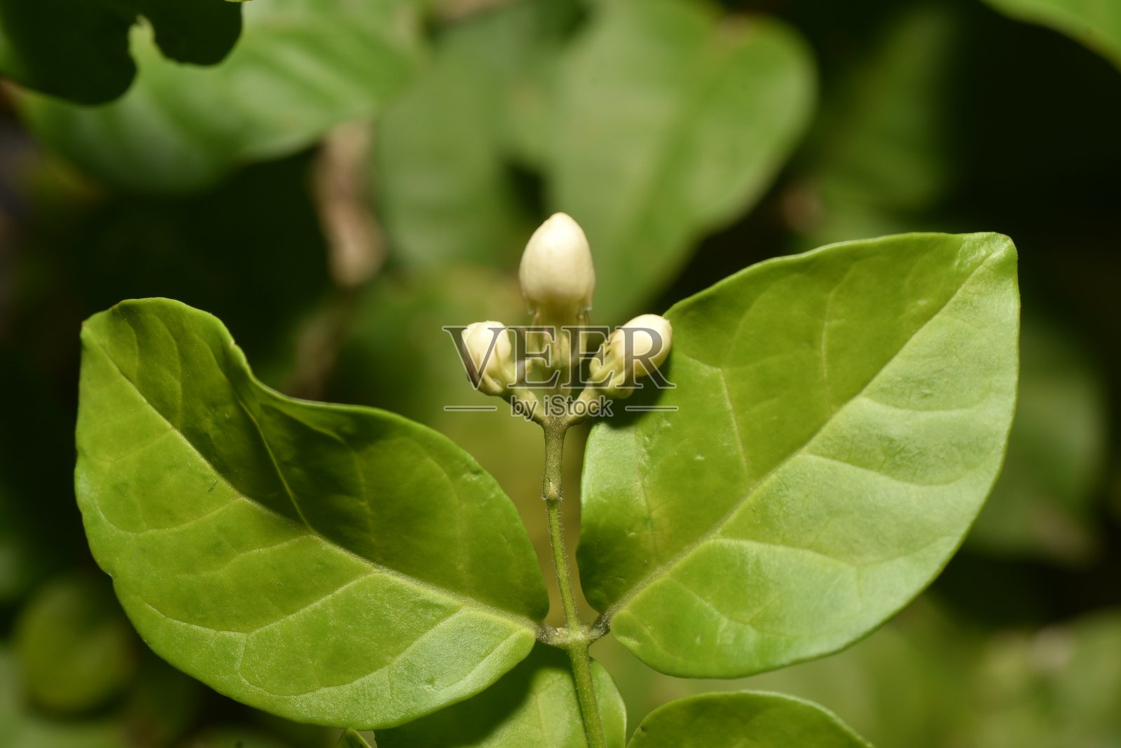 素馨属sambac /茉莉花白的照片摄影图片