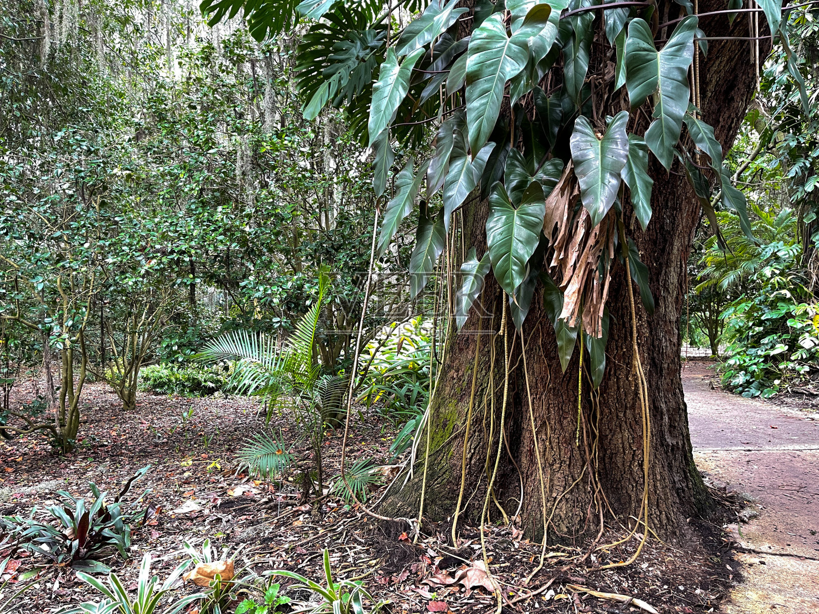 弗罗里达植物园的一种树，上面长有黄栌藤和大叶子。照片摄影图片