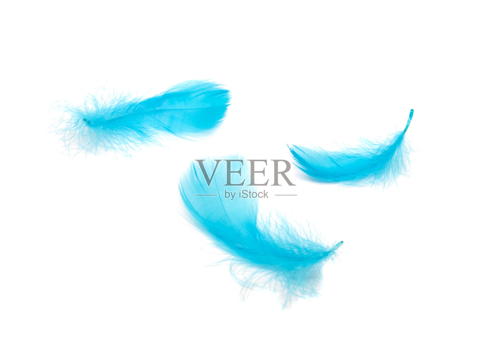 蓝色蓬松的羽毛软孤立在白色的工作室背景照片摄影图片