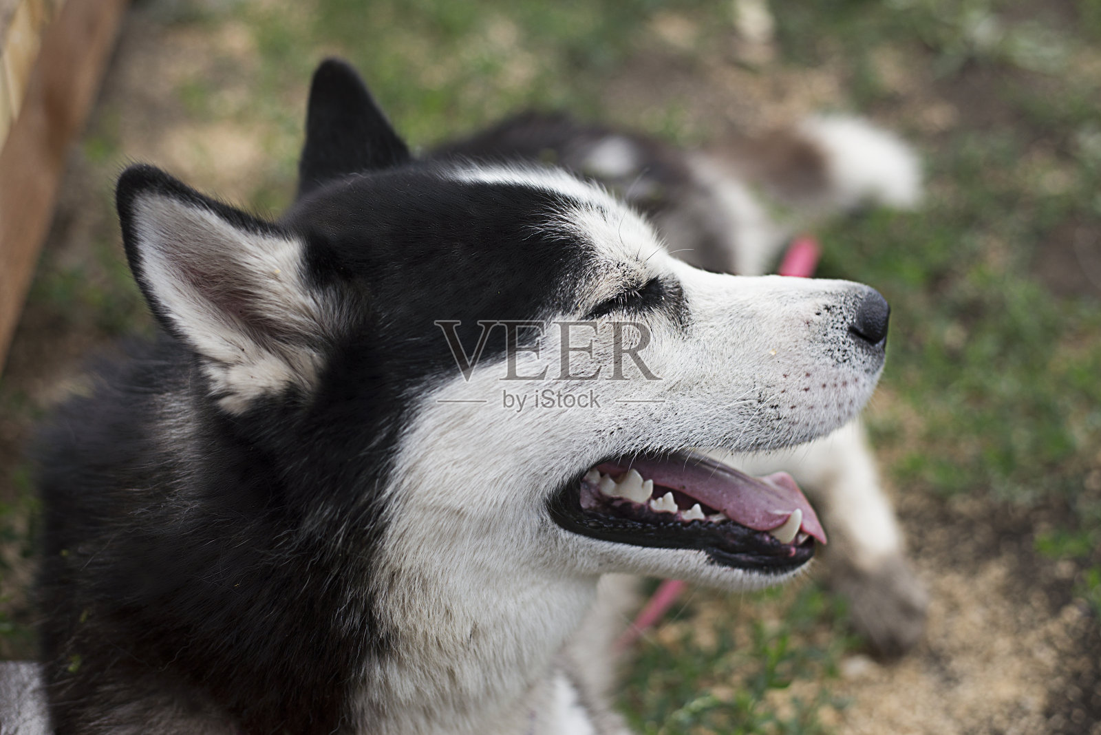 户外西伯利亚哈士奇的肖像照片摄影图片