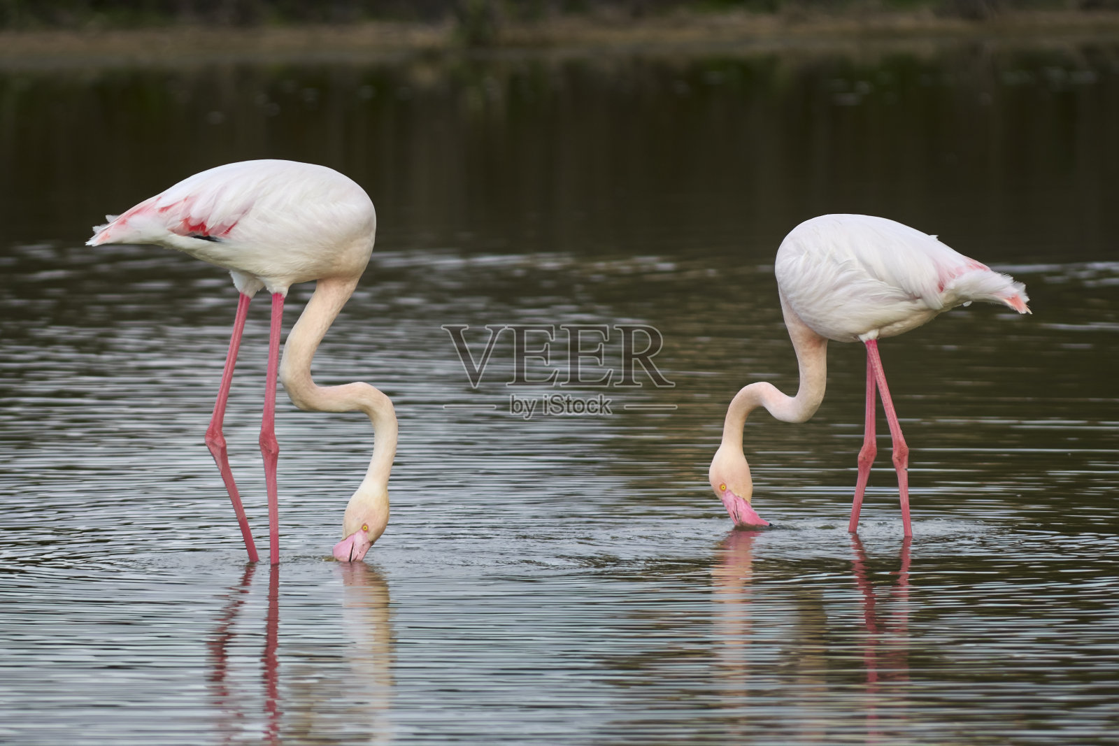 一群常见的火烈鸟或粉红色的火烈鸟(火烈鸟)在马拉加的Fuente de Piedra泻湖自然保护区。西班牙照片摄影图片
