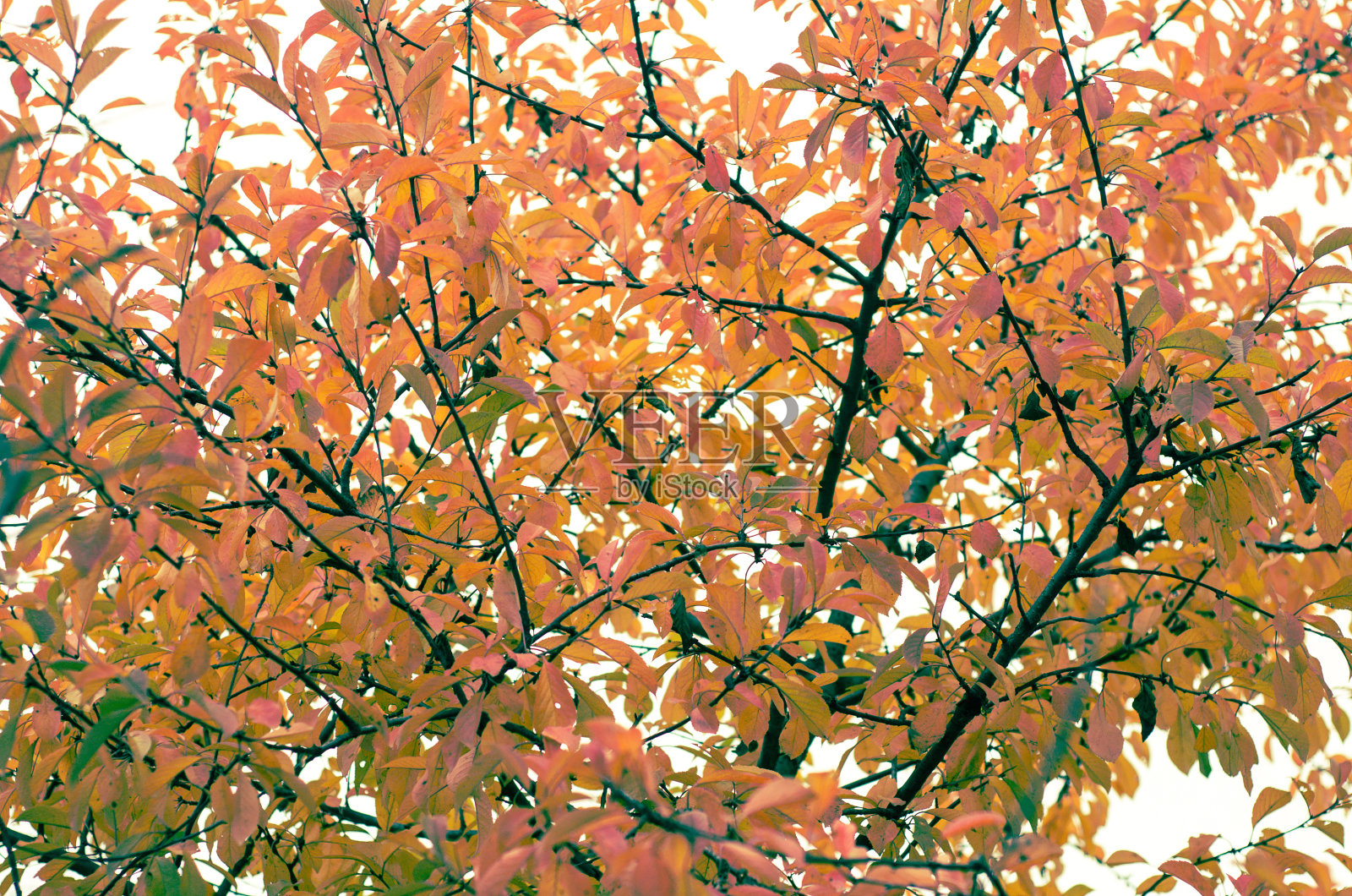 秋天的落叶照片摄影图片