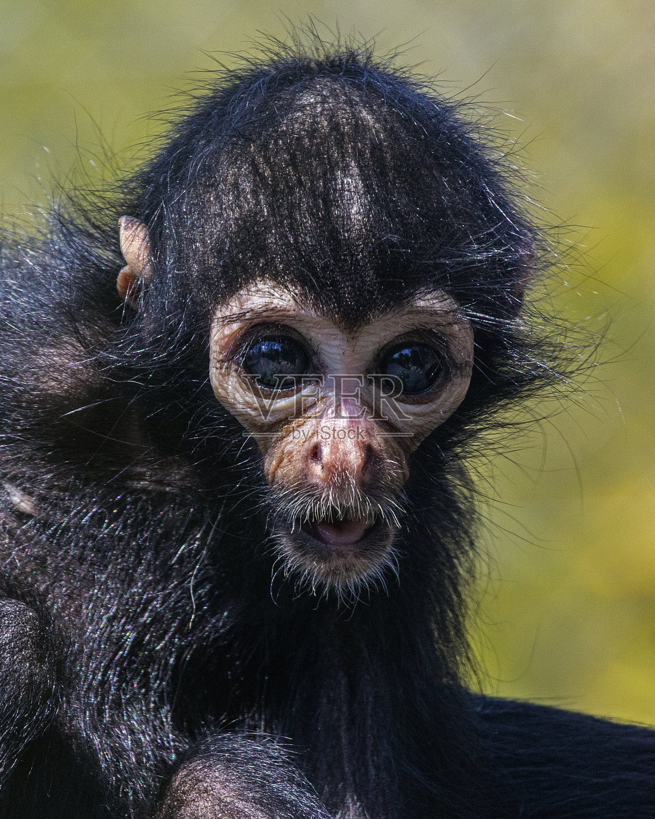 蜘蛛猴宝宝照片摄影图片