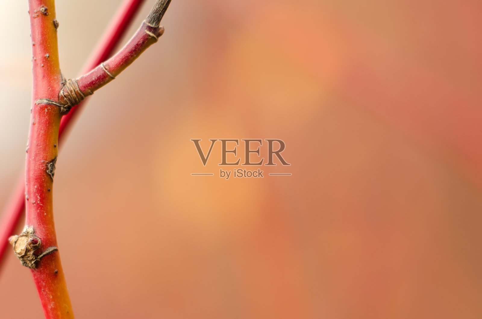 秋天的壁纸照片摄影图片