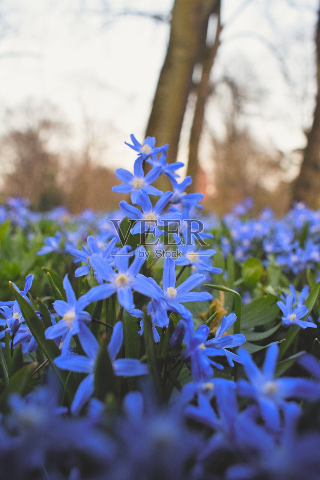 蓝色的花照片摄影图片