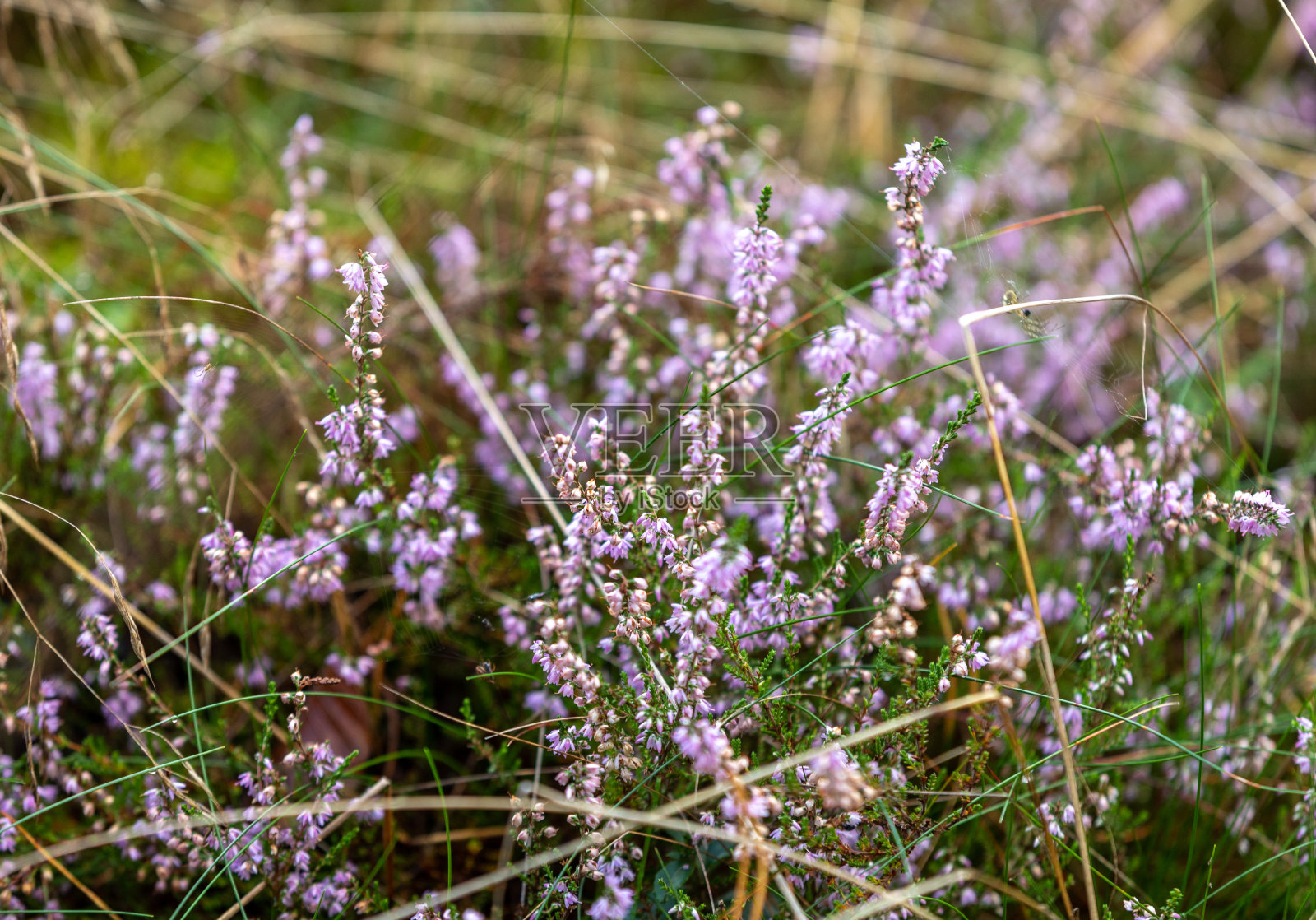 观赏盛开在柔和颜色的石南花照片摄影图片