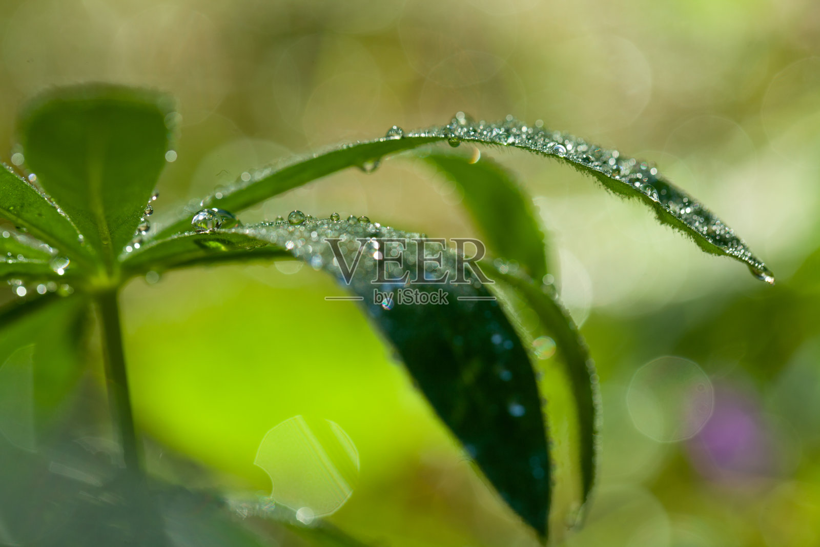 绿色的树叶与清晨的水照片摄影图片