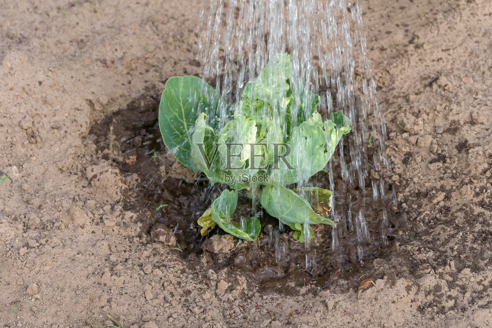 在花园中为新鲜的绿色卷心菜浇水照片摄影图片