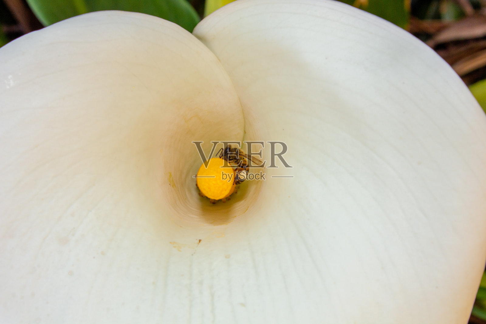 蜜蜂为海芋花授粉照片摄影图片