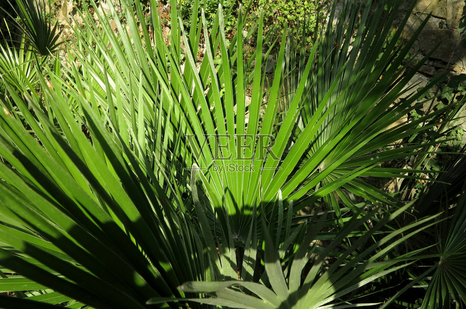 棕榈树树叶的细节照片摄影图片