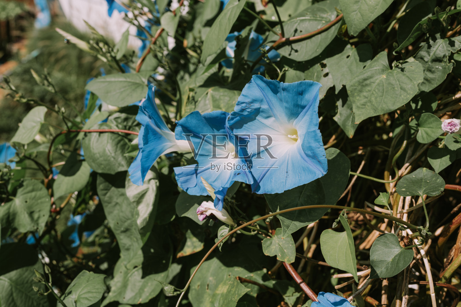 蓝色的牵牛花照片摄影图片