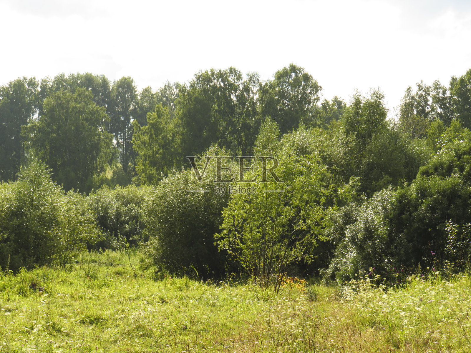 草地上的绿草上挂着露珠照片摄影图片