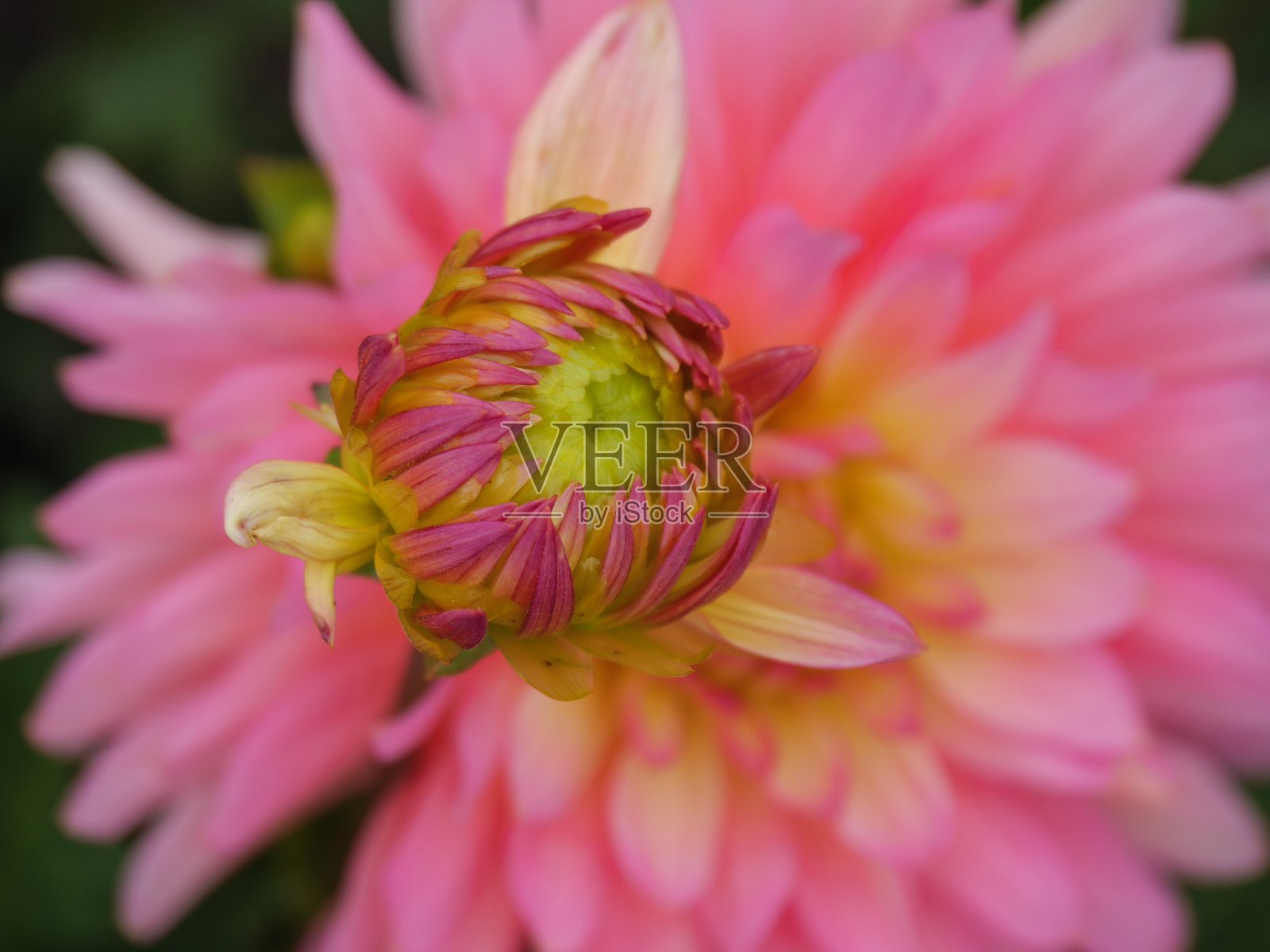 夏天德国人的花园里有许多大丽花照片摄影图片