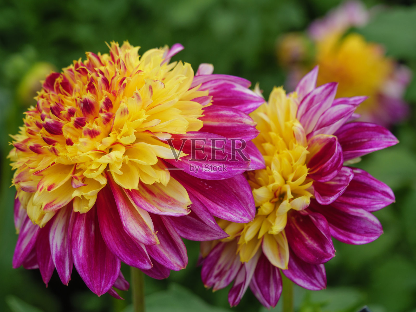 夏天德国人的花园里有许多大丽花照片摄影图片